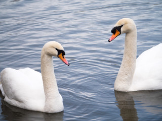 a pair of mute swans swimming