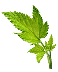 Currant leaf isolated