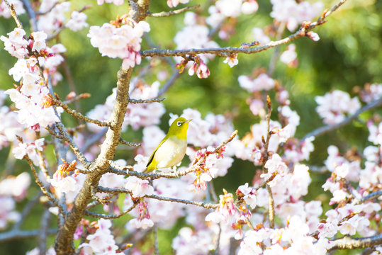 Mejiro, also called Japanese white-eye, and flowers of Kanzakura which is one of subspecies of cherry trees.