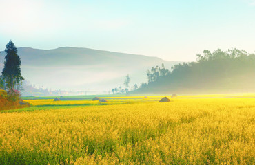 Sun shining on landscape of yellow flowers in China.