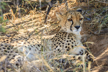 Gepard (Acinonyx jubatus), captive, Okonjima AfriCat Foundation, Otjiwarongo