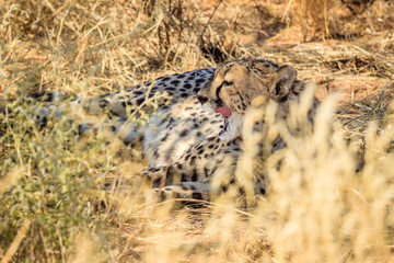 Gepard (Acinonyx jubatus), captive, Okonjima AfriCat Foundation, Otjiwarongo