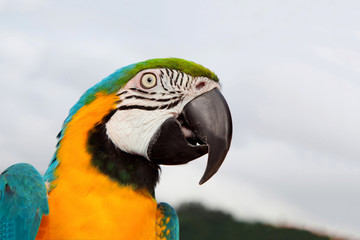 Nice portrait of a parrot