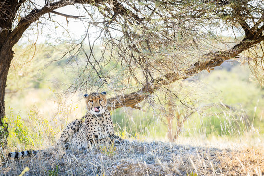 Gepard (Acinonyx jubatus) mit Senderhalsband, Okonjima AfriCat Foundation, Otjiwarongo