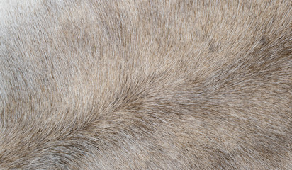 Animal fur natural background