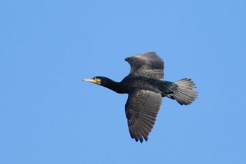 Great cormorant 