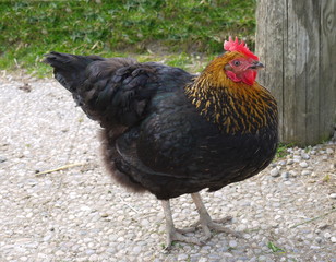 schwarzes Huhn
