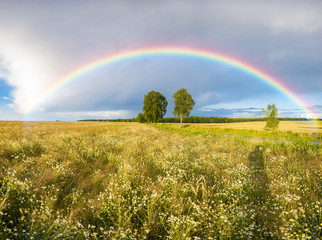 Rainbow over a field of wheat