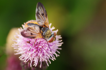 fly on a flower