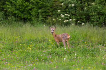 Young roebuck standing in meadow