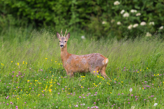 Young roebuck standing in meadow