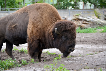 The bison American costs in the shelter of a zoo
