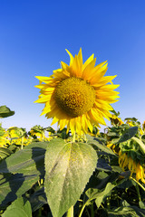field of sunflowers and blue sun sky.