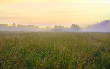 Obraz na płótnie Canvas beautiful, colorful morning on a spring meadow