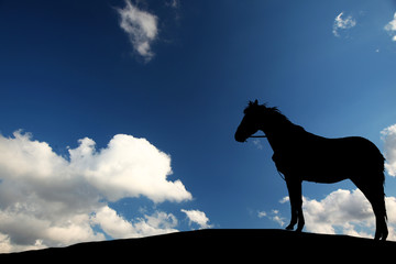 silhouette of a horse standing on the background of a beautiful sunset
