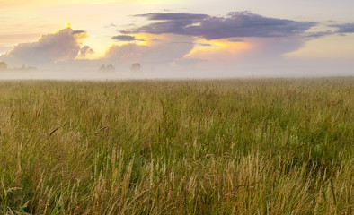 beautiful, colorful morning on a spring meadow