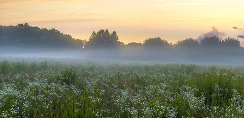 Fototapeta premium beautiful, colorful morning on a spring meadow
