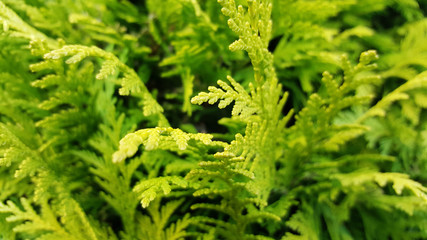 Green bush of fern in the forest