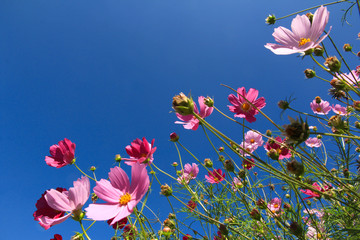 colorful flowers on dark blue sky in sunny days