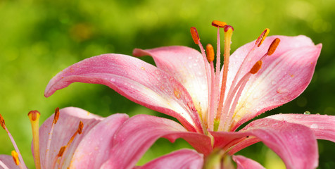 Pink Lilies flower closeup.