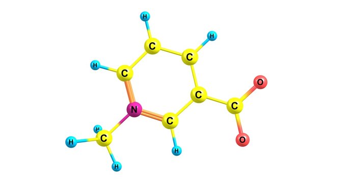 Trigonelline molecular structure isolated on white