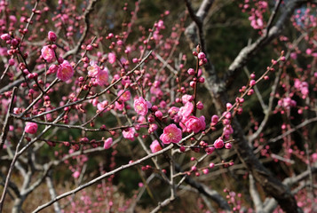 早咲きの梅の花