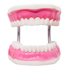 Oversize human teeth prosthesis isolated on white.
