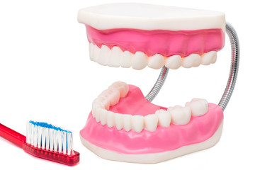 Obraz premium Oversize teeth prosthesis with toothbrush.