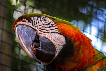 Portrait of macaw parrot