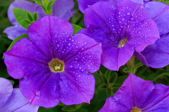 Fototapeta Closeup of beautiful purple Petunia.