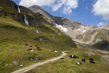 Fototapeta na wymiar Alpine pasture with cows on the meadow