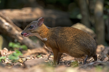 Chevrotain, Lesser Oriental Chevrotain feeding in the forest, In national park of Thailand