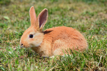 Little brown rabbit