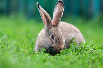 Naklejka na ściany i meble Portrait of little rabbit on green grass background