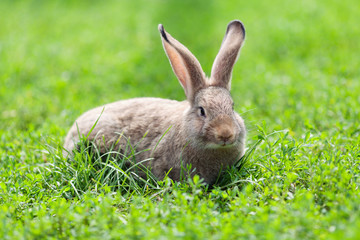 Portrait of little rabbit on green grass background