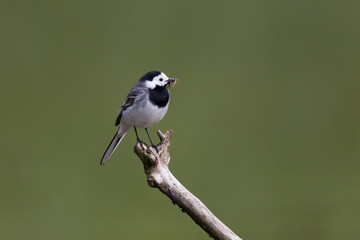 Portrait of white wagtail (Motacilla alba alba) with food