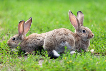 Portrait of little rabbit on green grass background