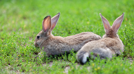 Naklejka na ściany i meble Portrait of little rabbit on green grass background