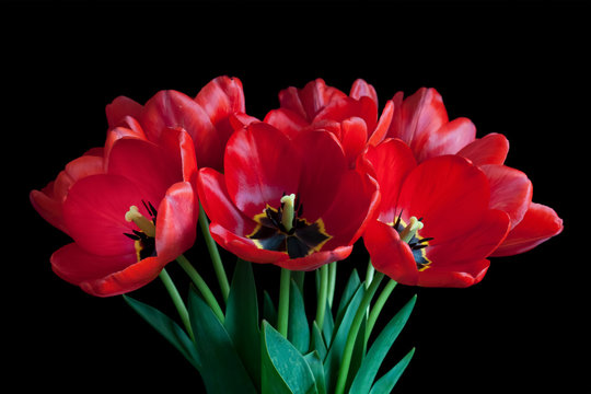 Bouquet of luxurious spring flowers, red tulips wallpaper