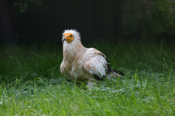 Vautour percnoptère