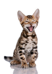 Fototapeta na wymiar Little kitty meows, sitting on a white background