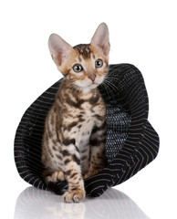 Little tabby kitten sitting in hat