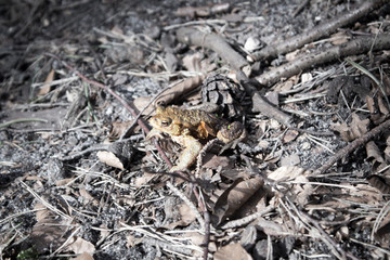 Bufo Bufo (Erdkröte)