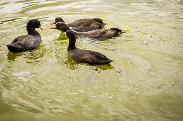 black ducks swimming in pond