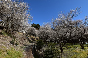 Spring scenery