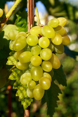 bunch of ripe grapes