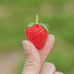 hand holding strawberry with green nature background