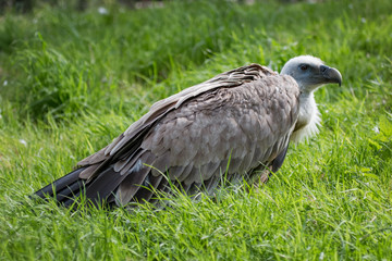Vautour fauve