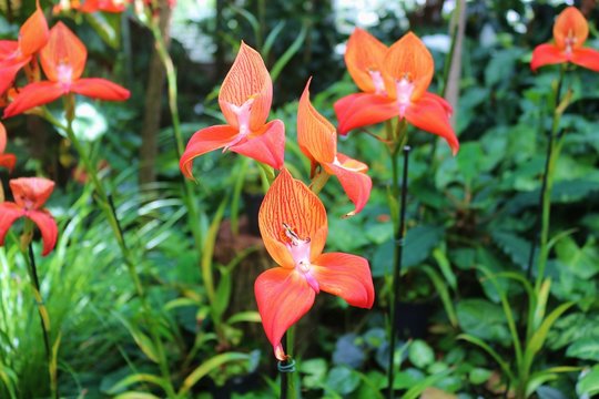 Beautiful orange orchids named Disa Unifoam. Hanover, Germany, Europe.