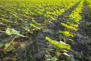 young sunflowers on the ground